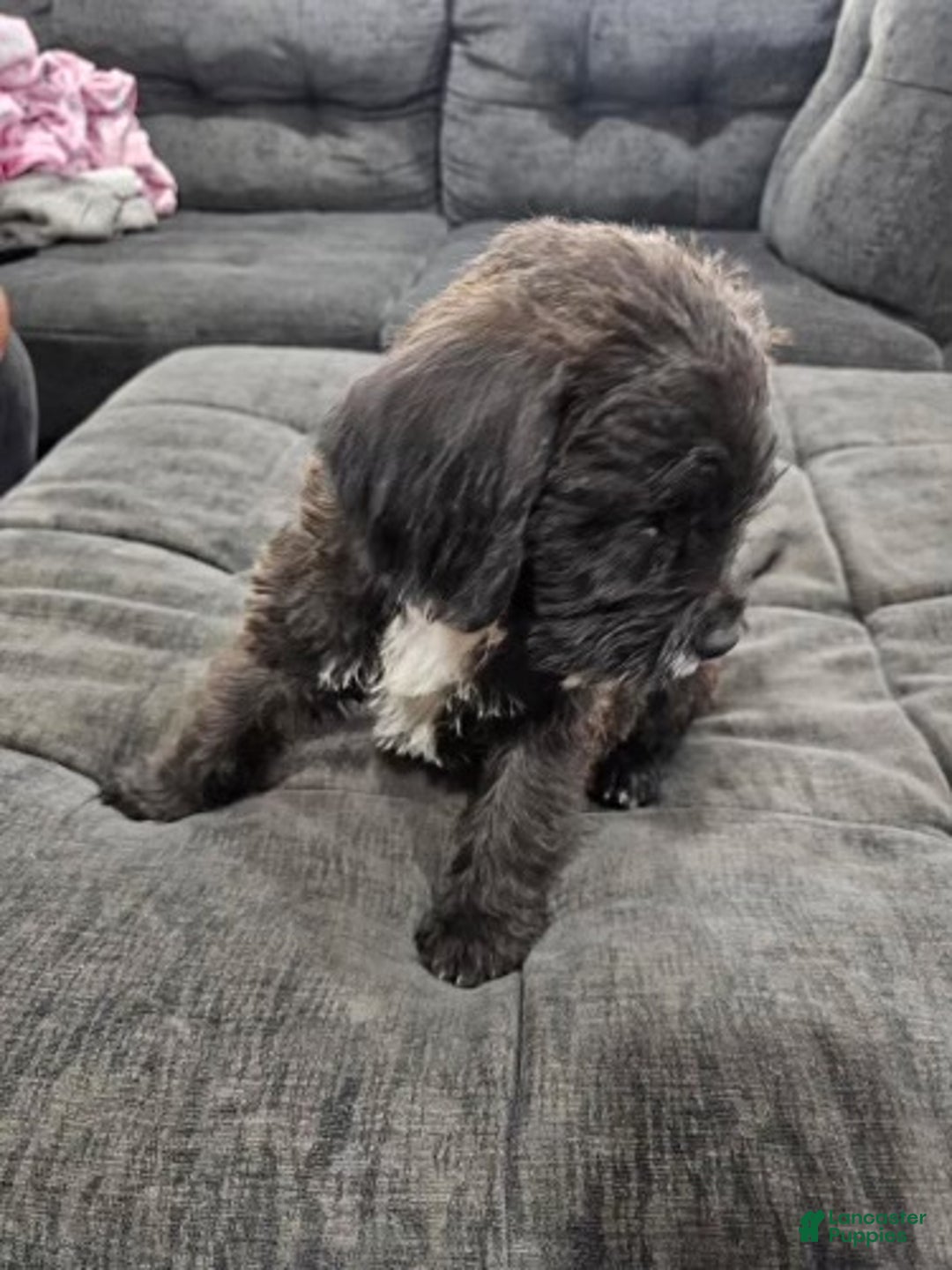 Mixed Breed dogs for sale: Dexter - Ad 2