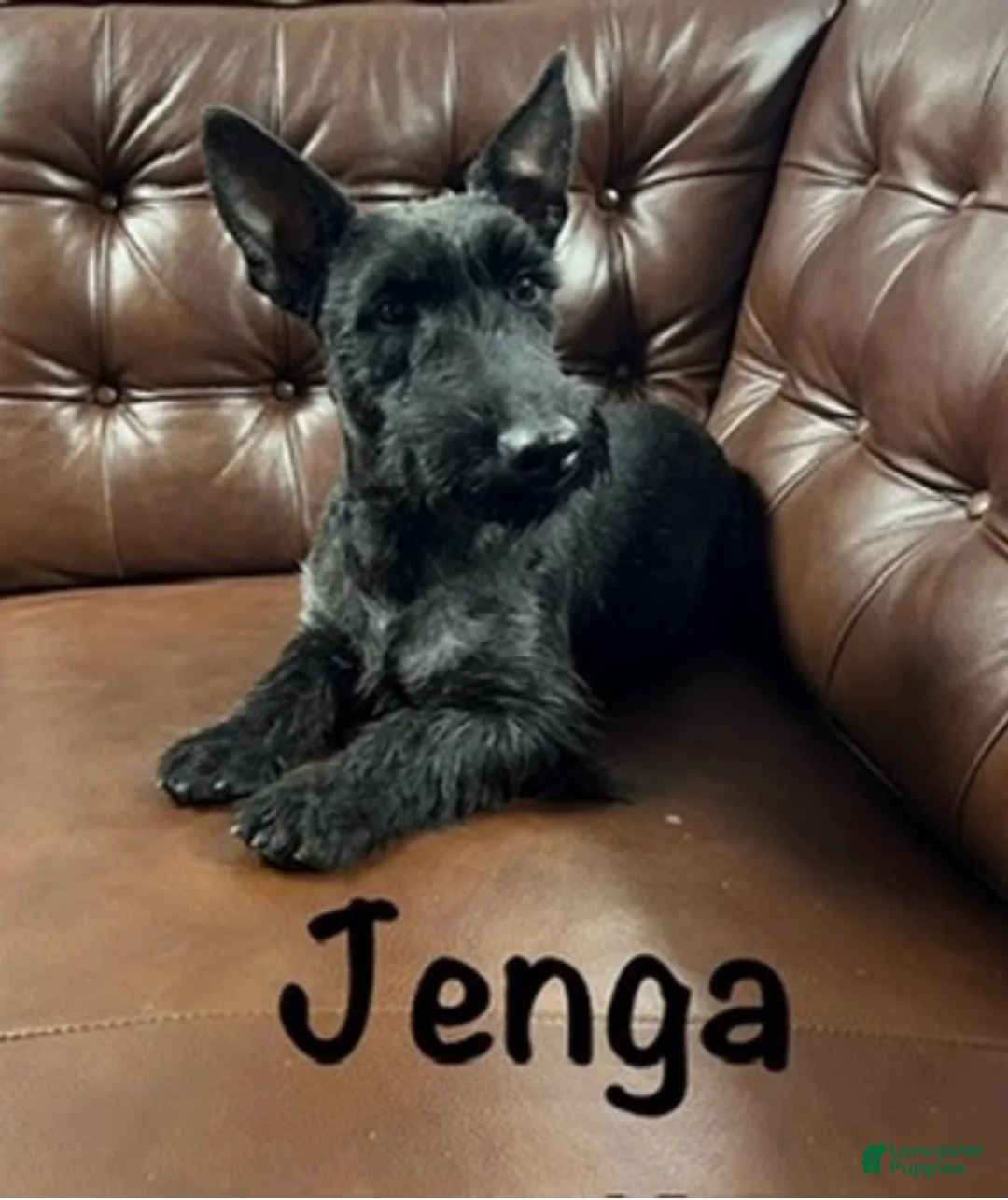 Scottish Terrier dogs for sale: Scottish Terrier Puppy 1 - Ad 1