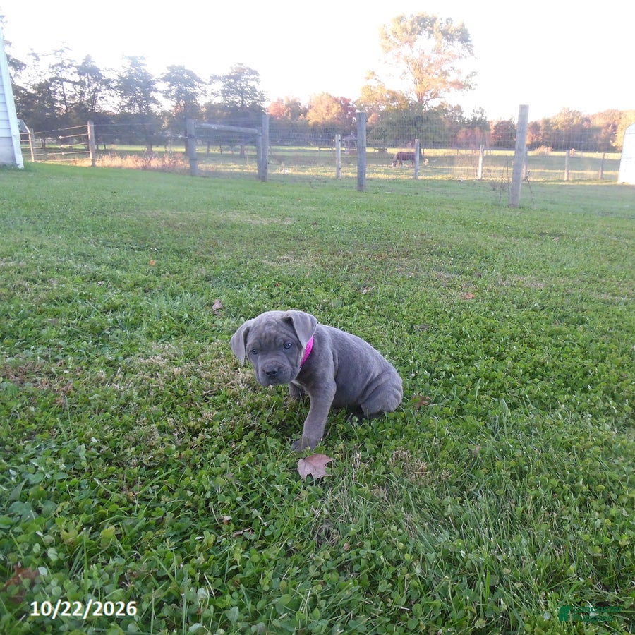 Cane Corso dogs for sale: Avery - Ad 2