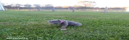 Cane Corso dogs for sale: Avery - Ad 2