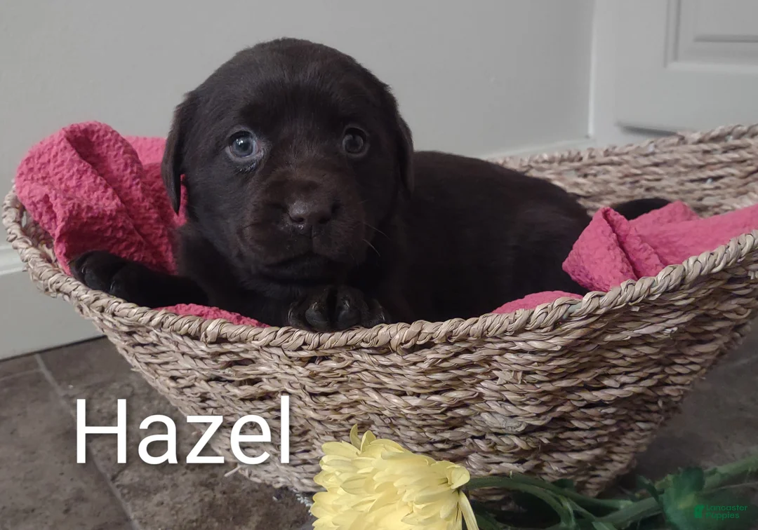 Labrador Retriever dogs for sale: Hazel  - Ad 2