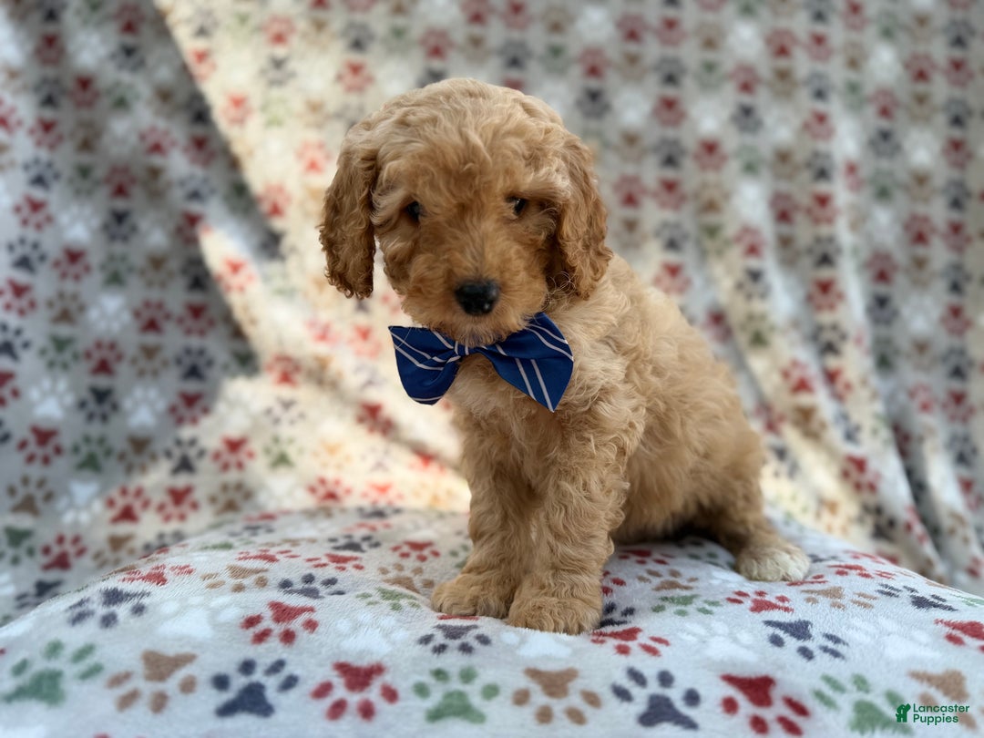Cavapoo dogs for sale: Jax - Ad 8
