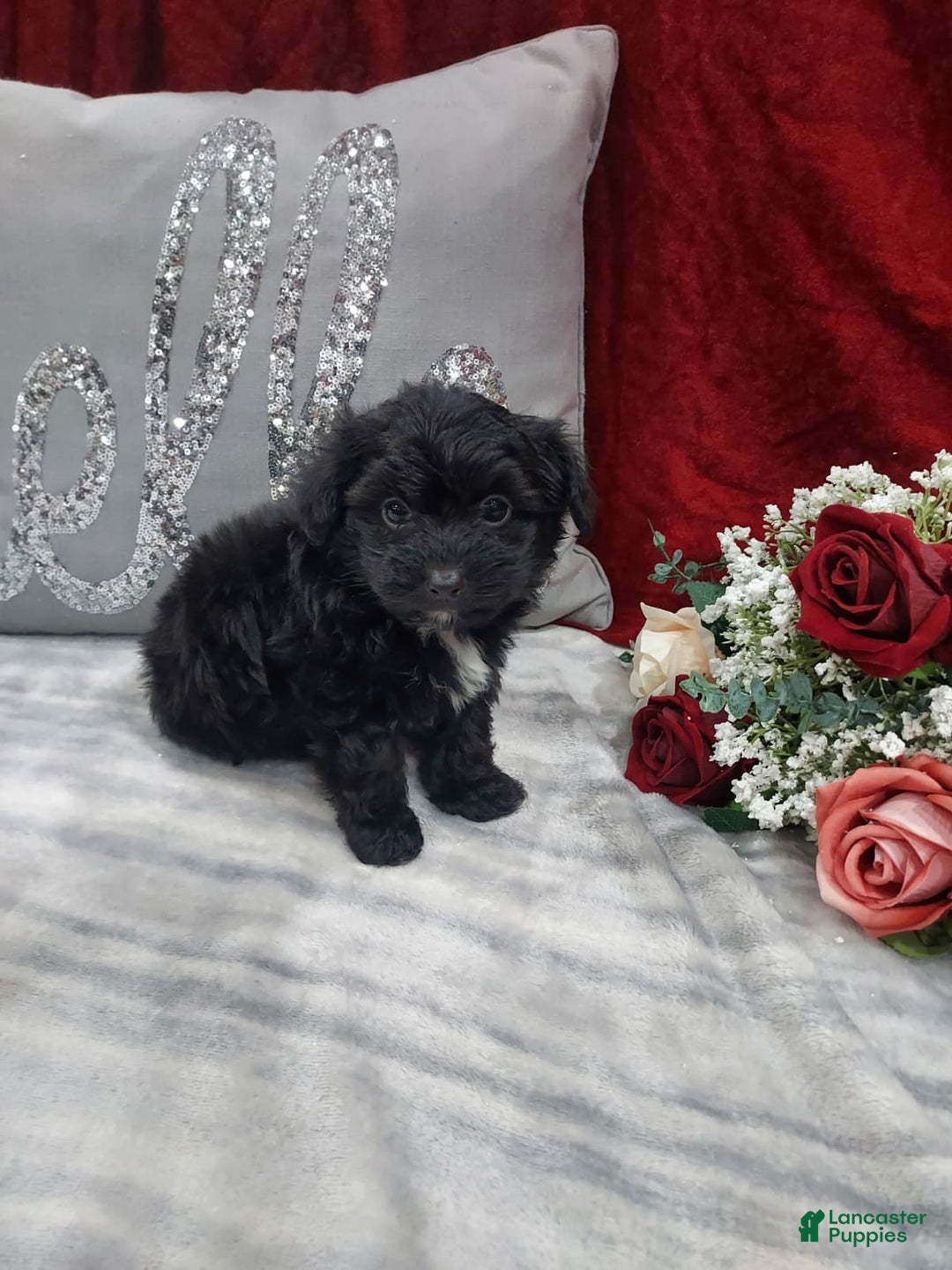 Mixed Breed dogs for sale: Romo - Ad 3