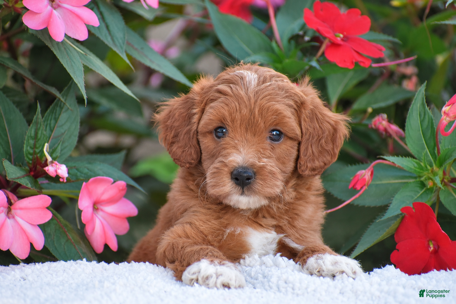 Mini Goldendoodle dogs Alex - Mini F1BB - Ad 2