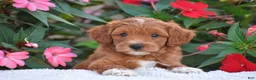 Mini Goldendoodle dogs for sale: Alex - Mini F1BB - Ad 2
