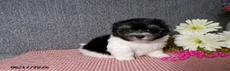 Havanese dogs for sale: Suzie - Ad 4