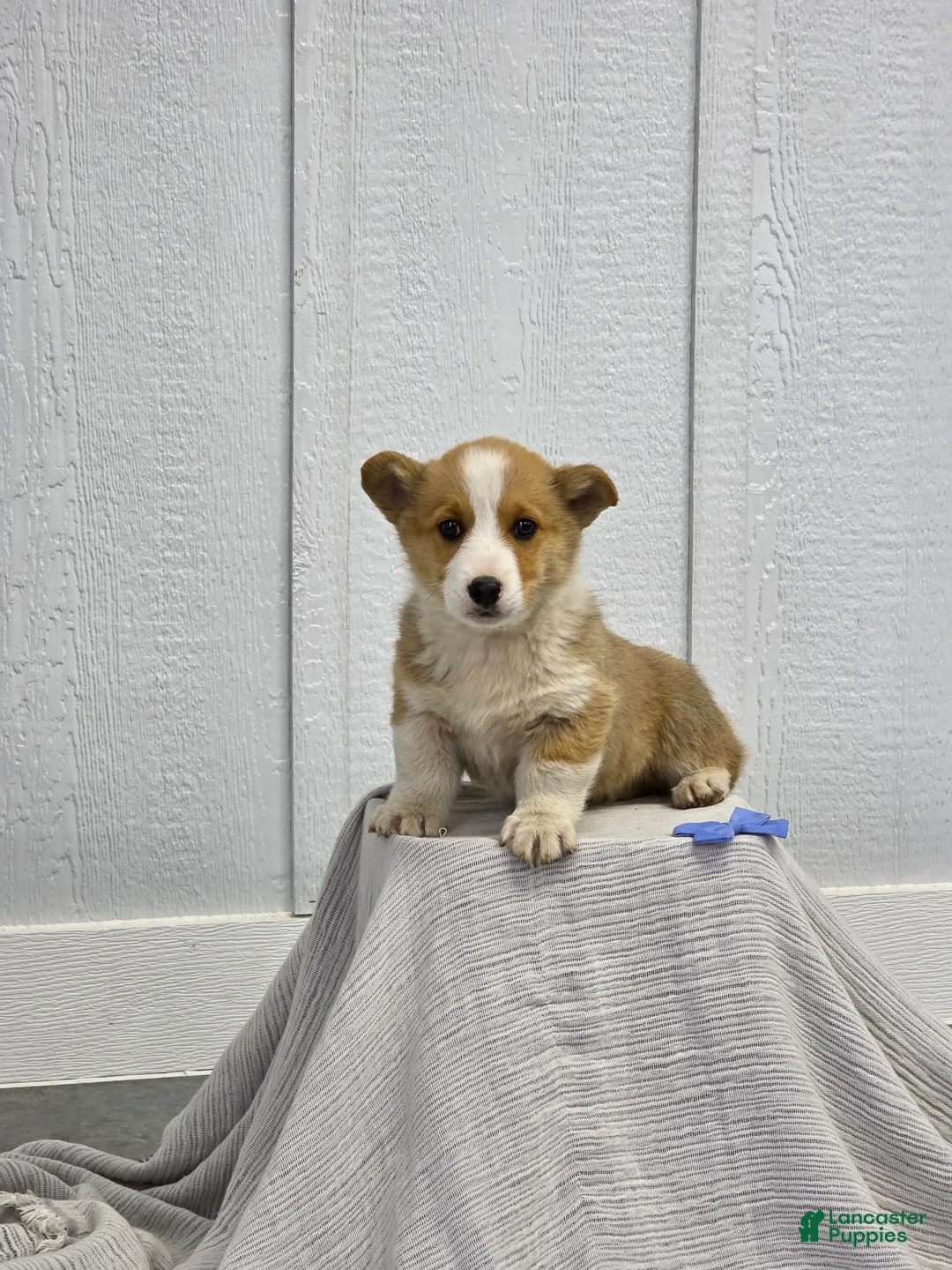 Welsh Corgi Pembroke dogs for sale:  Biscuit  - Ad 1