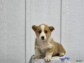 Welsh Corgi Pembroke dogs for sale: Biscuit - Ad 1