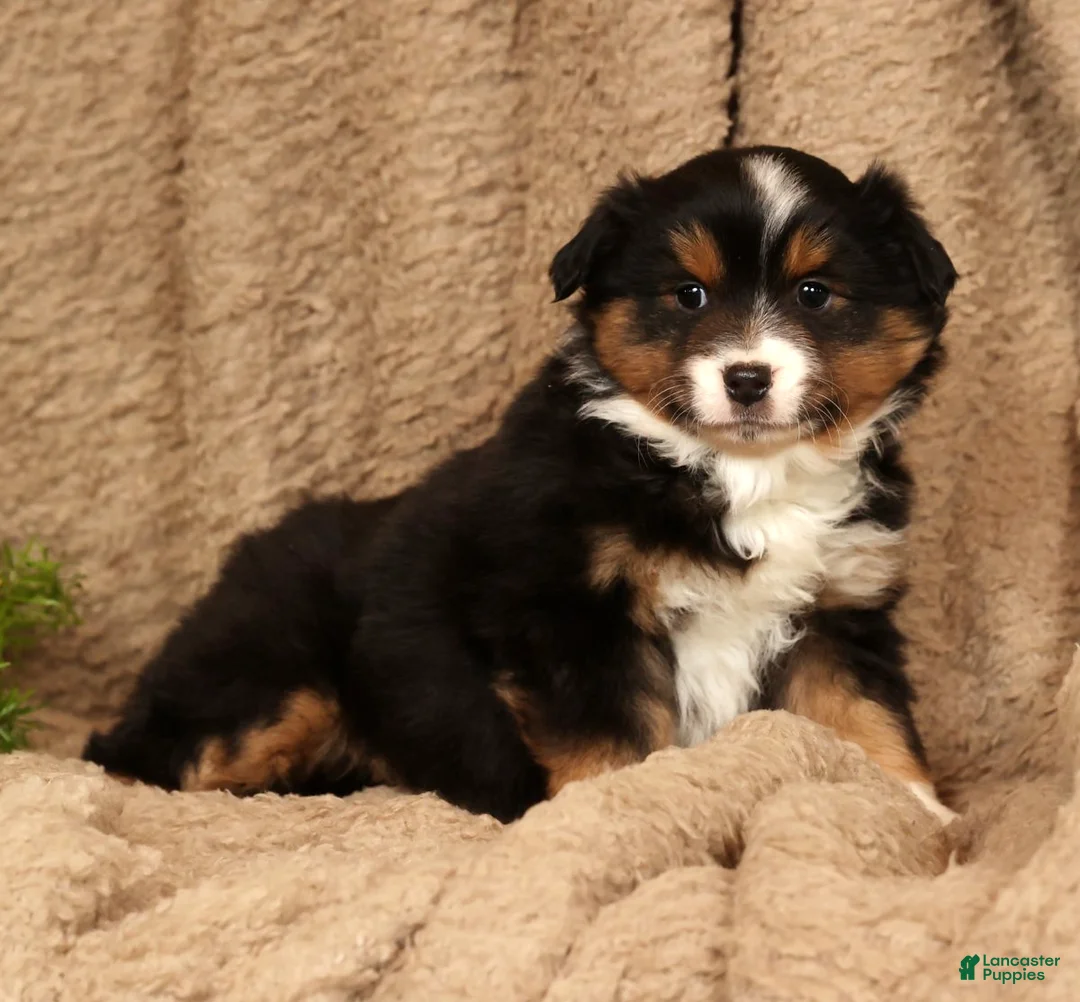 Miniature Australian Shepherd dogs for sale: Denise - Ad 7