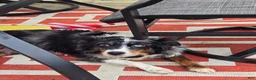 Mini Aussiedoodle dogs for sale: Lexus - Ad 9