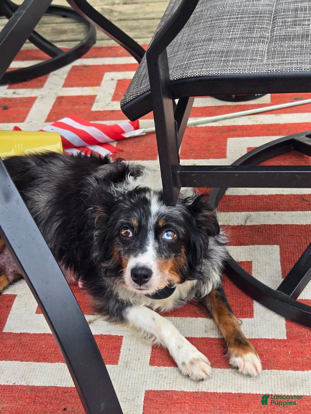 Mini Aussiedoodle dogs for sale: Lexus - Ad 9
