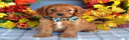 Cavapoo dogs for sale: Hank - Ad 7
