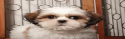 Shih Tzu dogs for sale: Wambo - Ad 2