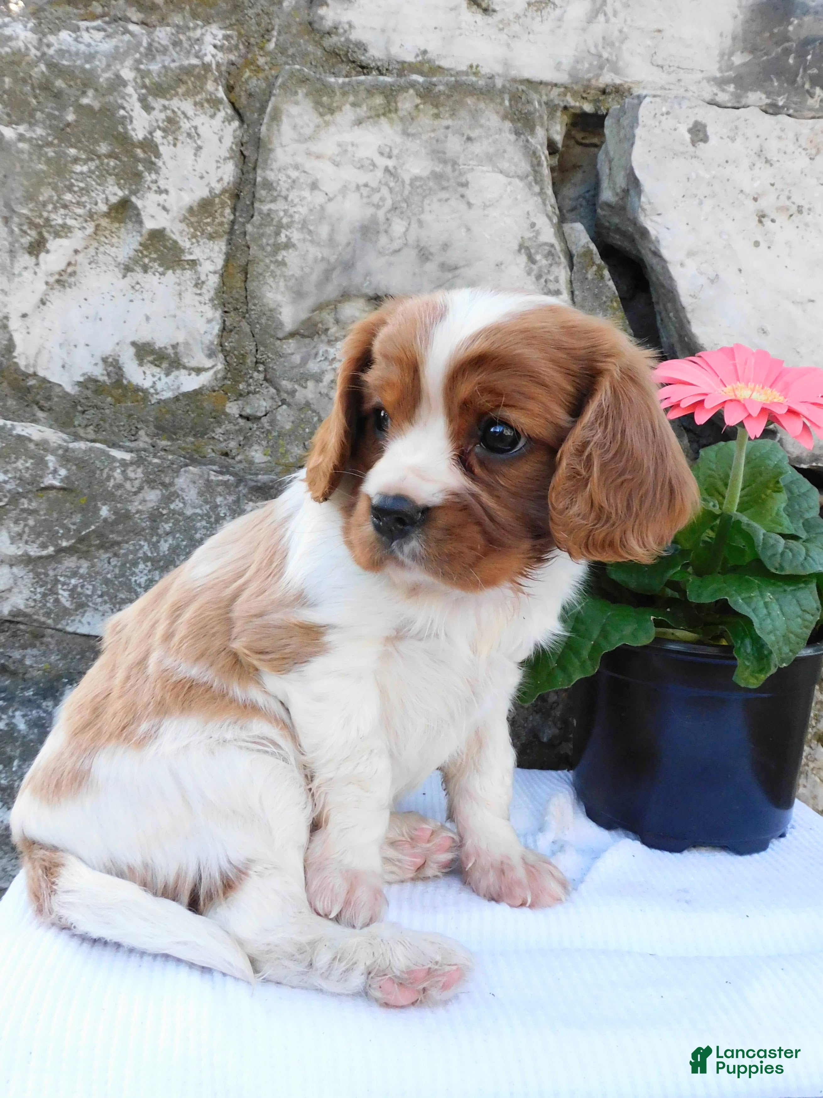 Cavalier King Charles Spaniel dogs Roxy - Ad 2