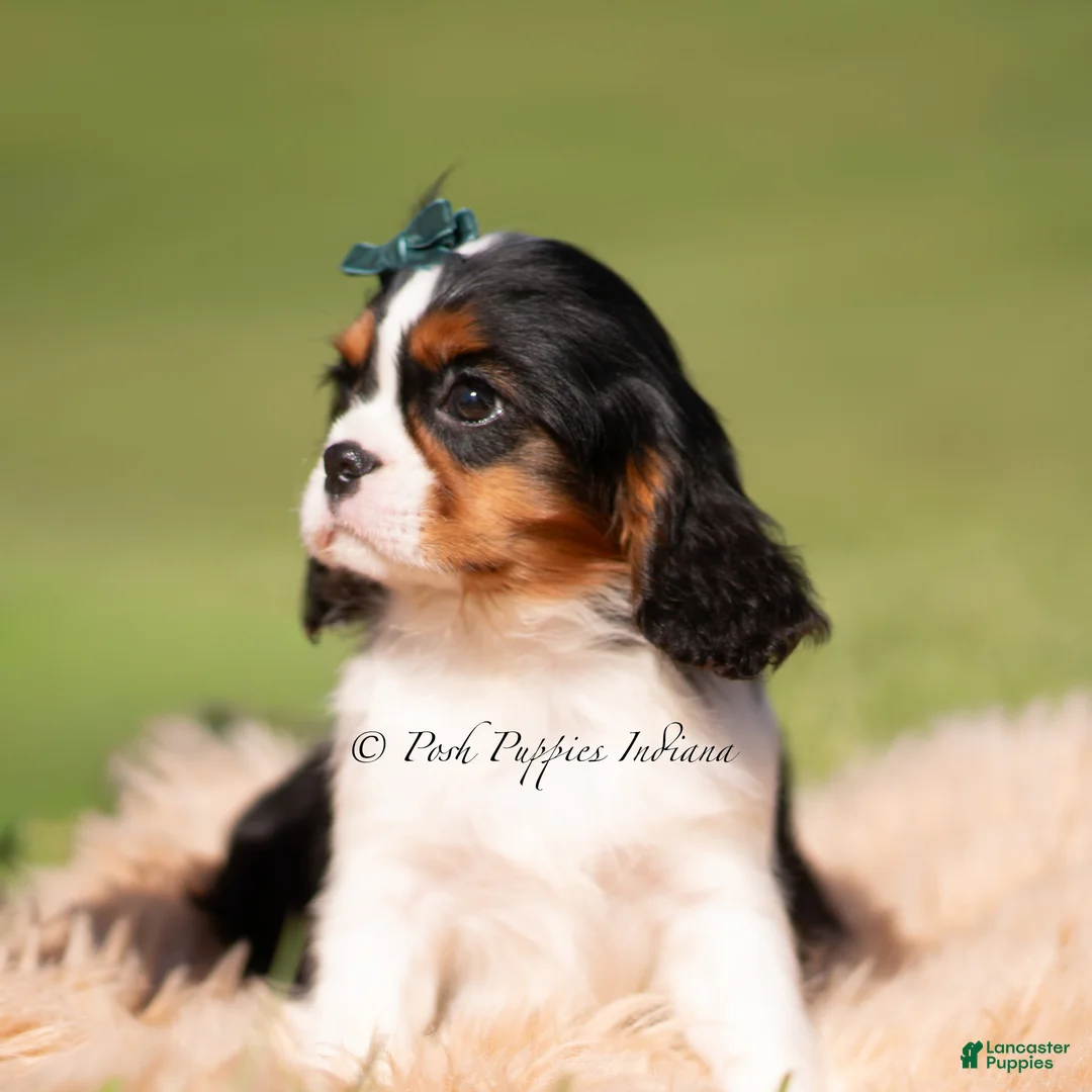 Cavalier King Charles Spaniel dogs for sale: Comet AKC - Ad 2