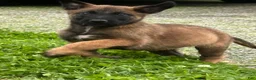 Belgian Malinois dogs for sale: Fernando - Ad 4