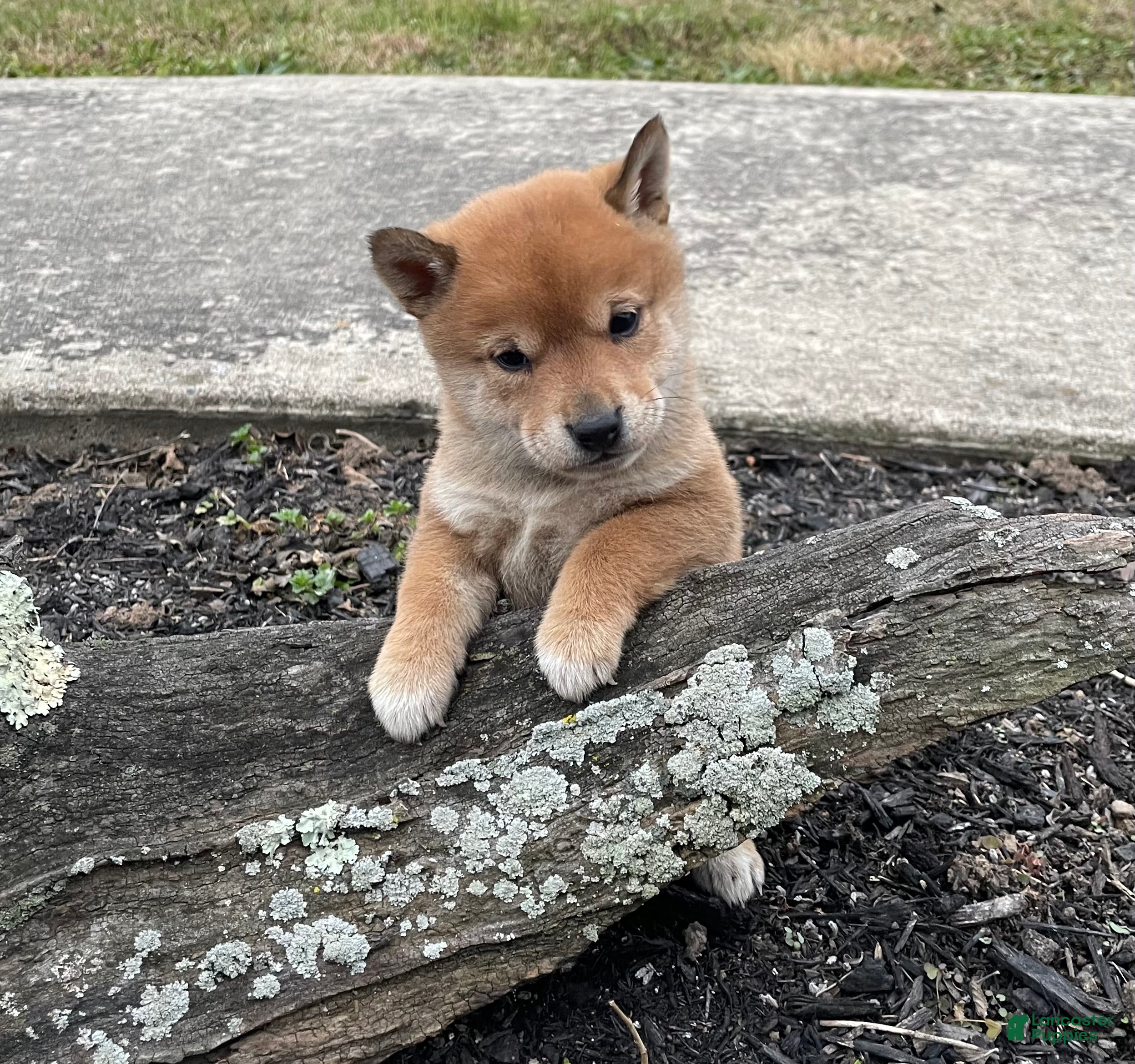 Shiba Inu dogs Caramel - Ad 27
