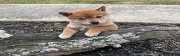 Shiba Inu dogs for sale: Caramel - Ad 1