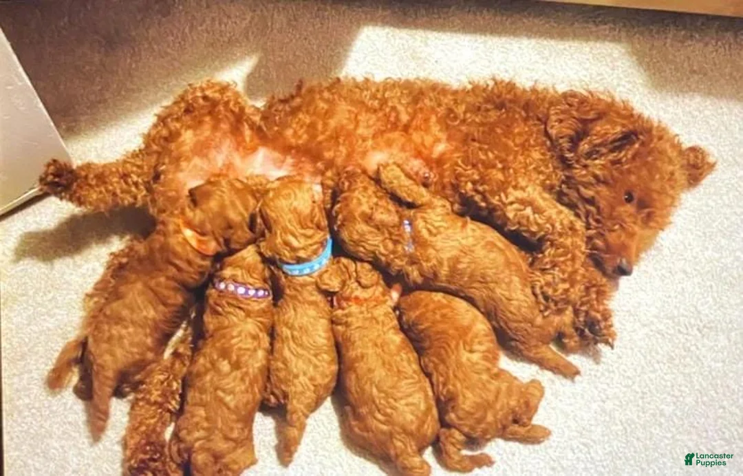 Toy Poodle dogs for sale: Tania  - Ad 2