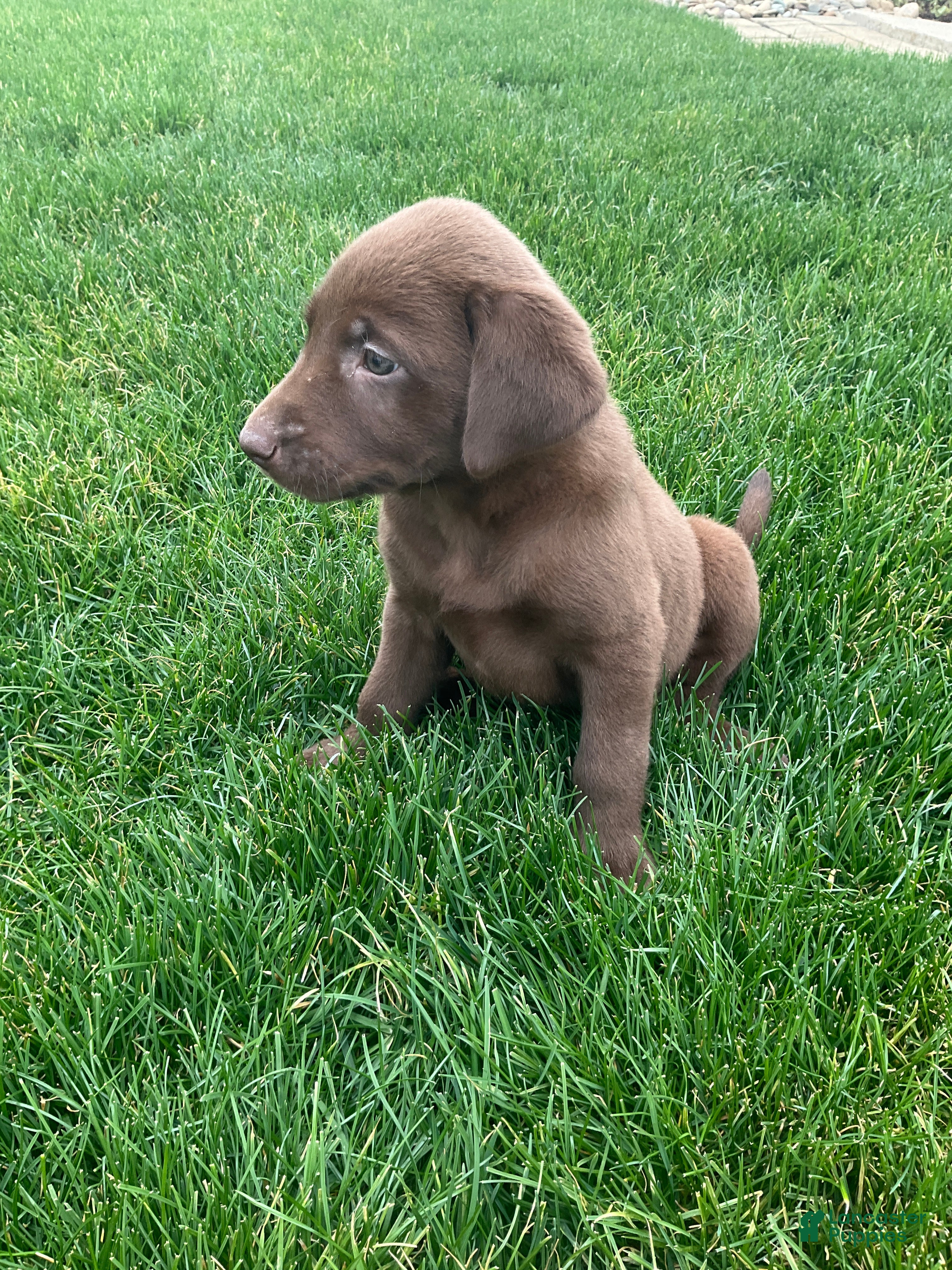 Labrador Retriever dogs Zora - Ad 2