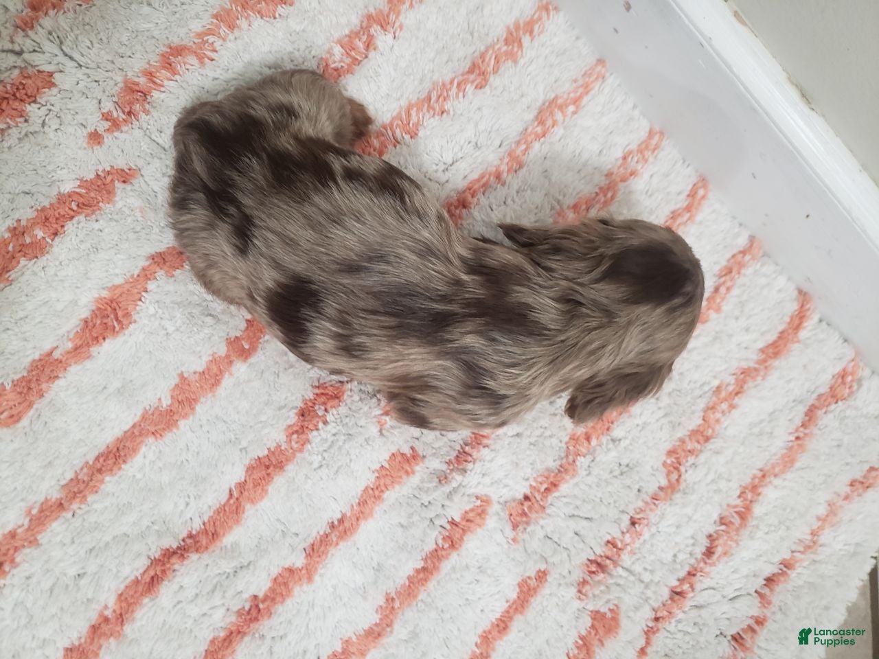 Miniature Dachshund dogs Denver - Ad 2