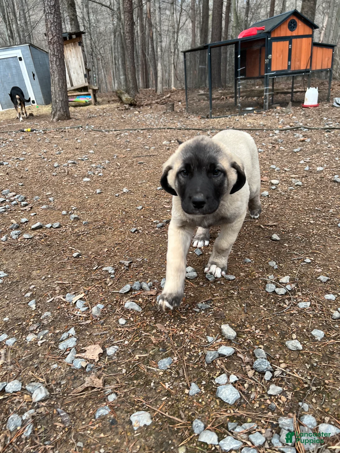 Anatolian Shepherd dogs for sale: Arktos - Ad 1