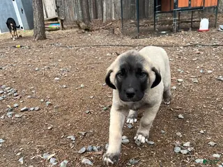 Anatolian Shepherd dogs for sale: Arktos - Ad 2