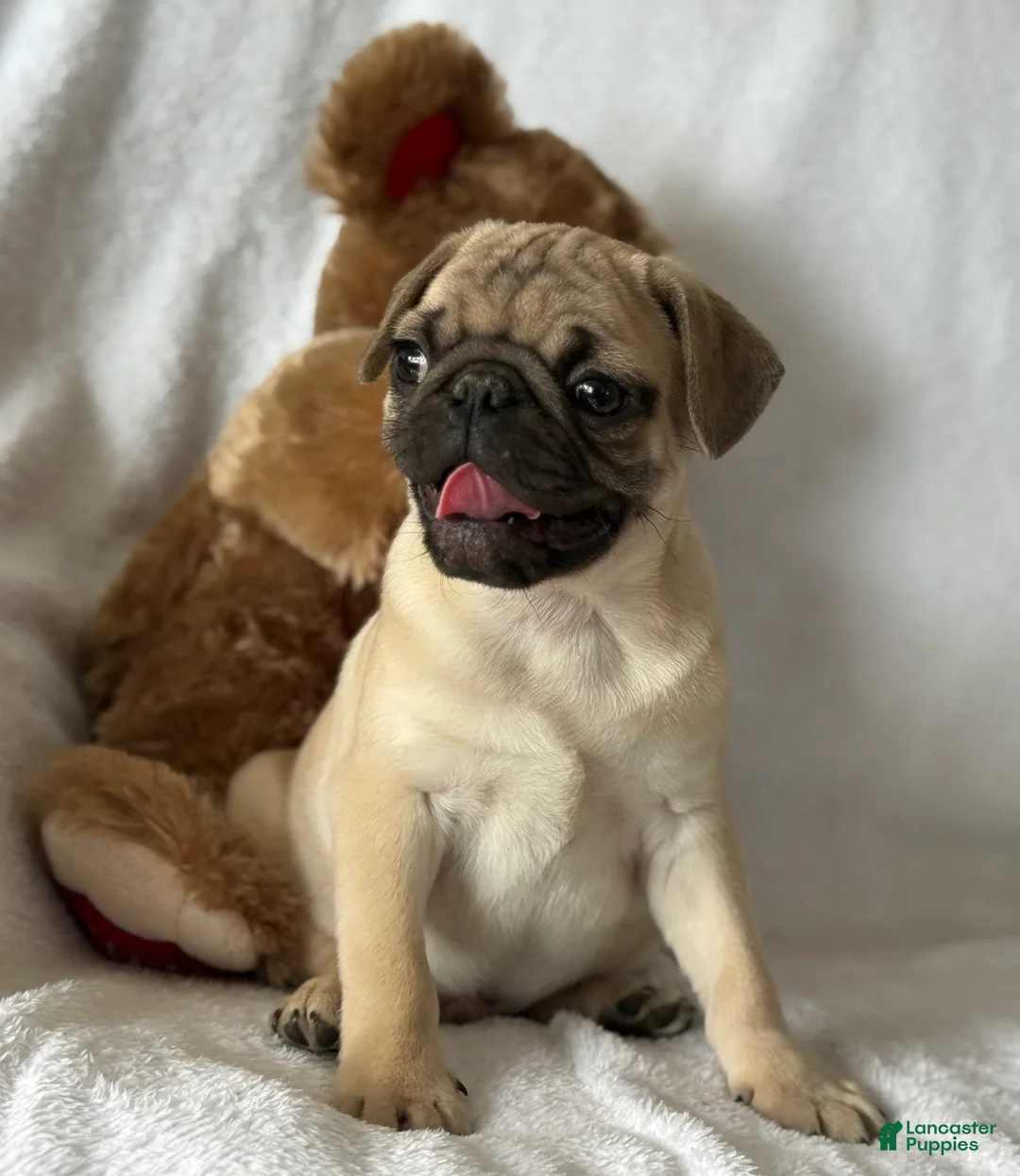 Pug dogs for sale: Parley - Ad 9