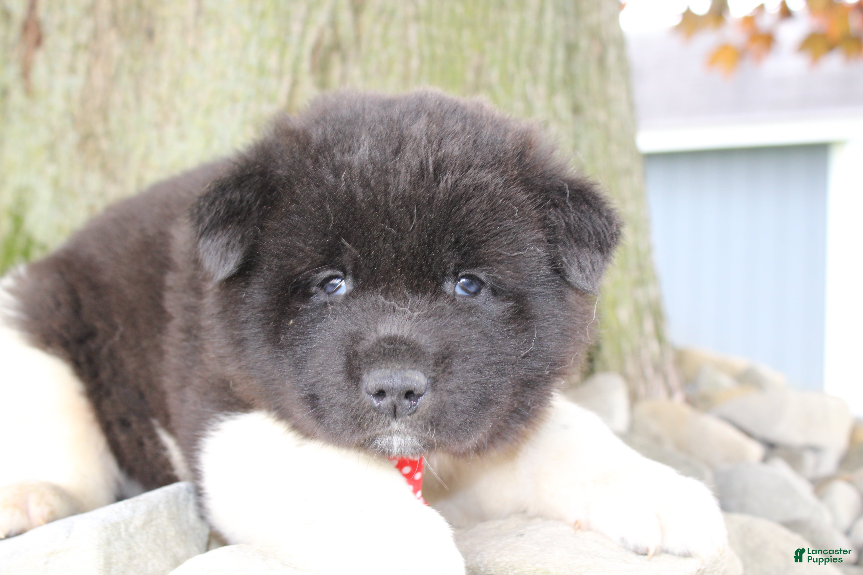 Akita dogs AKC Diesel - Ad 1
