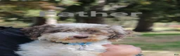 Cockapoo dogs for sale: Vanilla - Ad 5