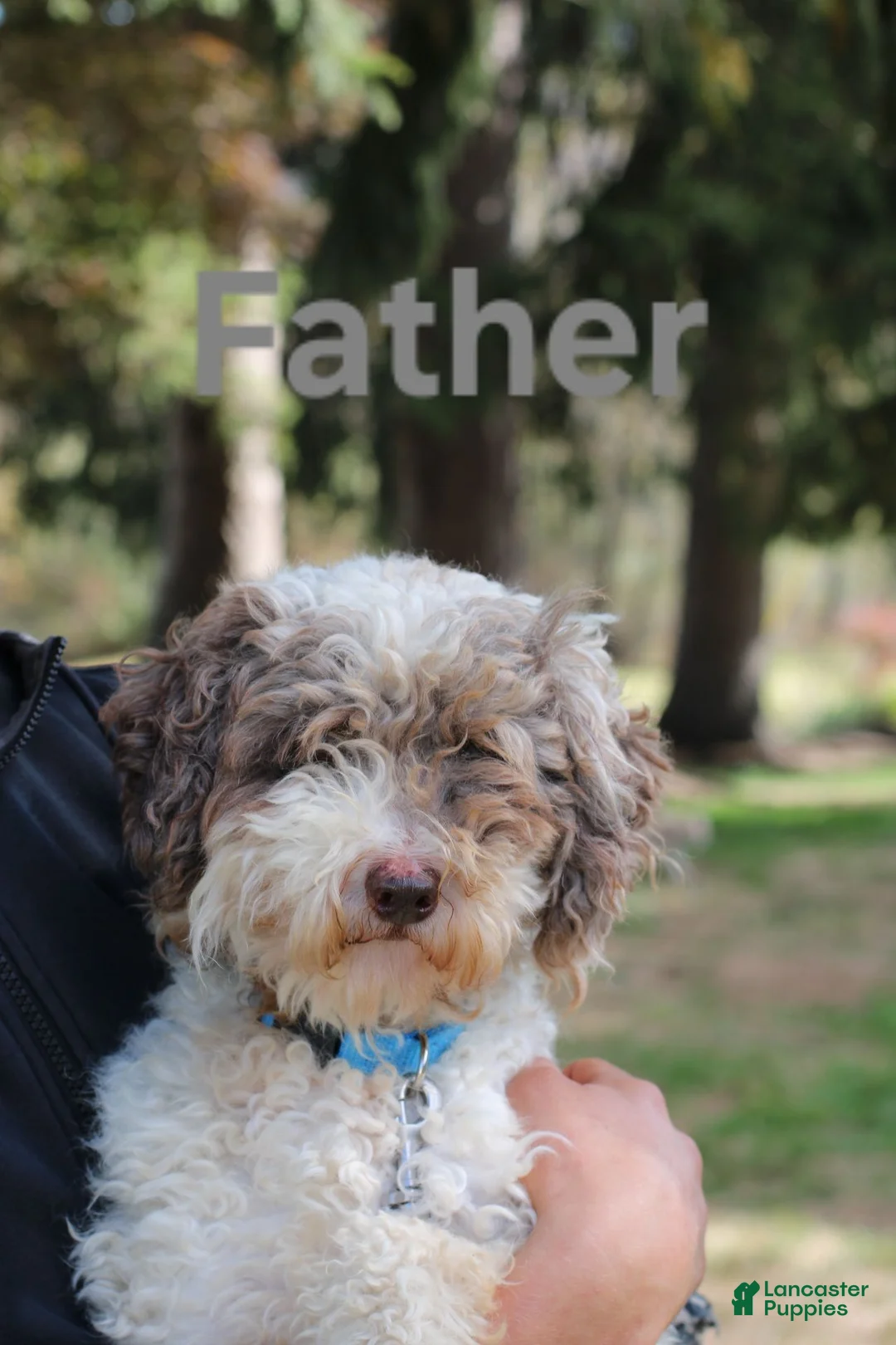 Cockapoo dogs for sale: Vanilla - Ad 5