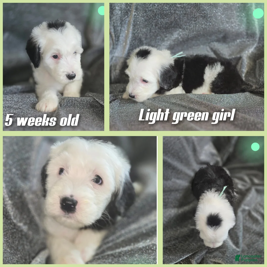 Sheepadoodle dogs for sale: Violet-mint green collar - Ad 2