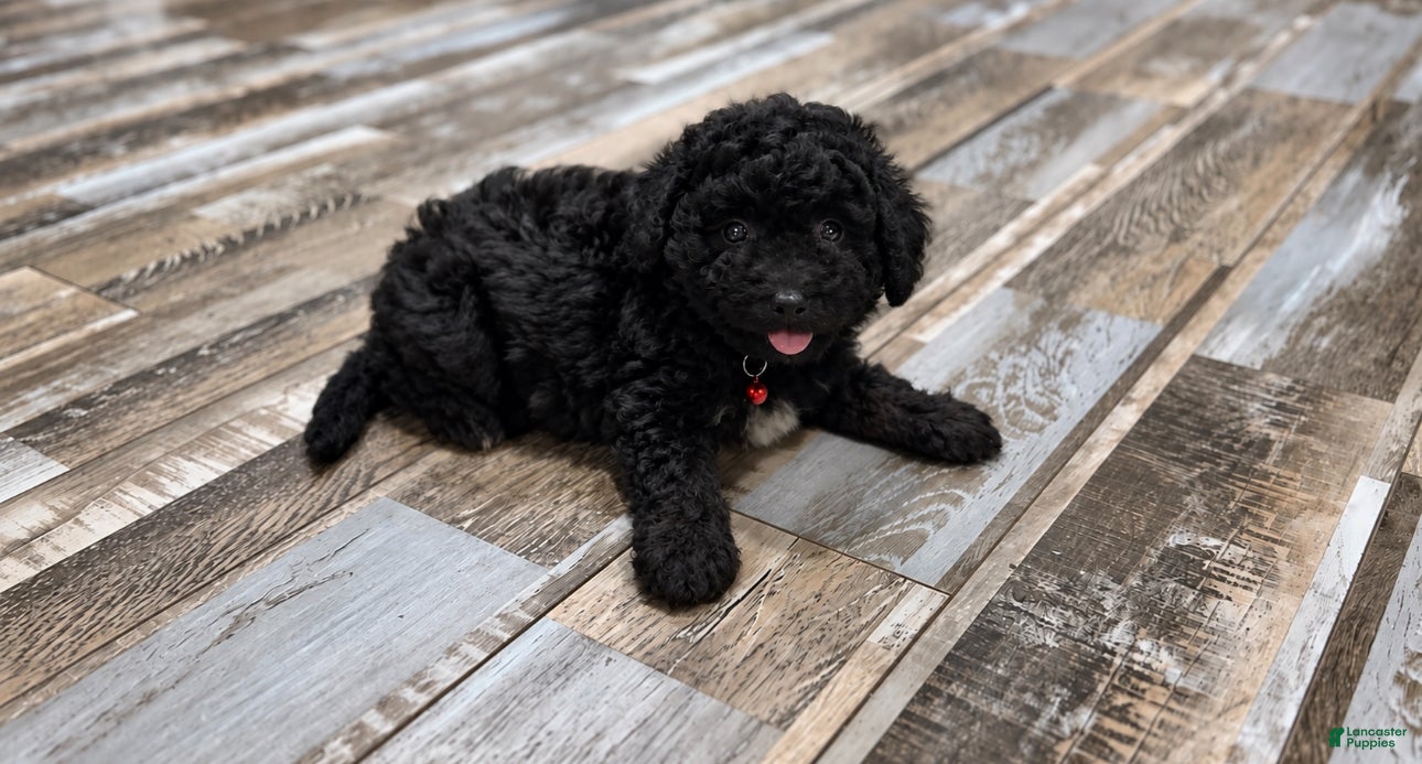Mini Aussiedoodle dogs Oscar - Ad 35