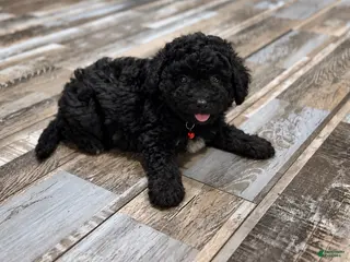 Mini Aussiedoodle dogs Oscar - Ad 4