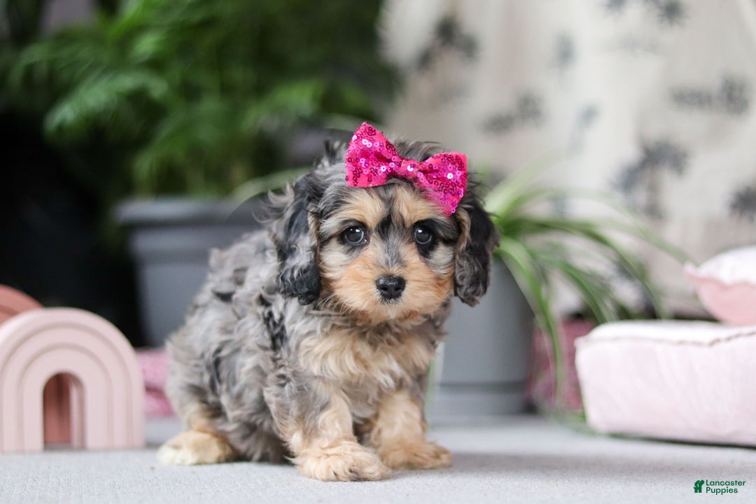 Cavapoo dogs for sale: Nova - Ad 3