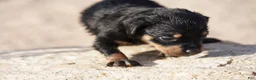 Rottweiler dogs for sale: Rott F3 - Ad 4