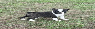 Frenchton Puppy 1