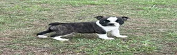 Frenchton dogs for sale: Frenchton Puppy 1 - Ad 1