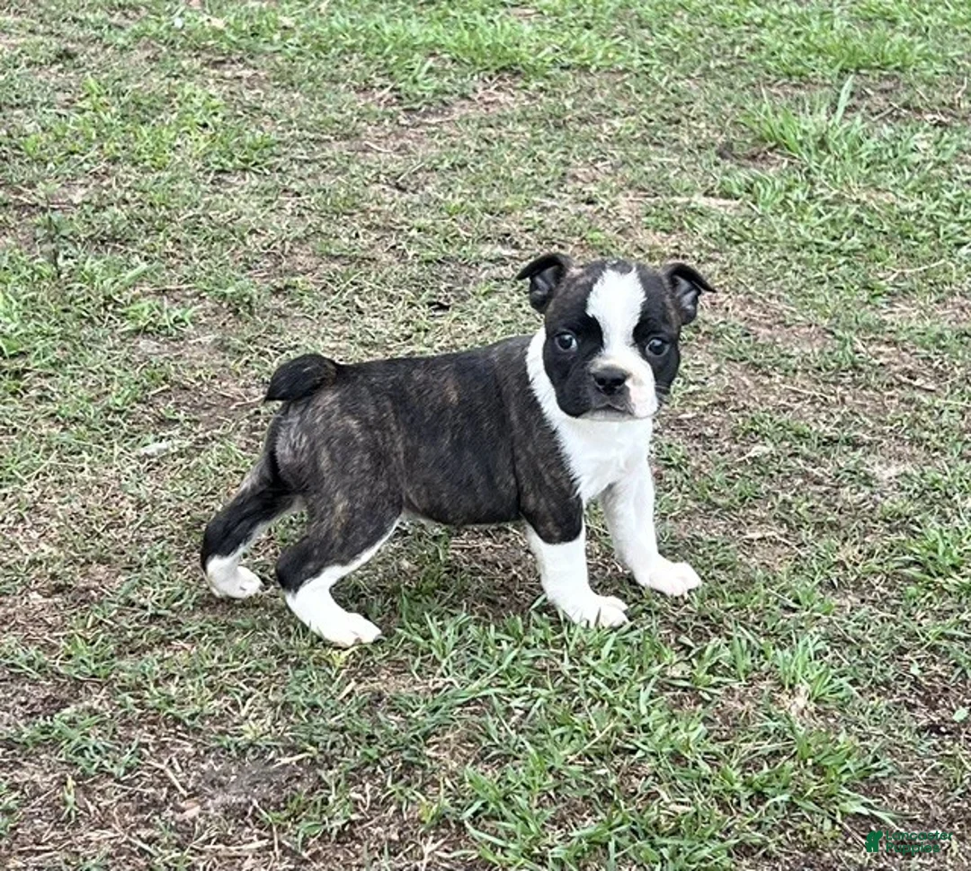 Frenchton dogs for sale: Frenchton Puppy 1 - Ad 1