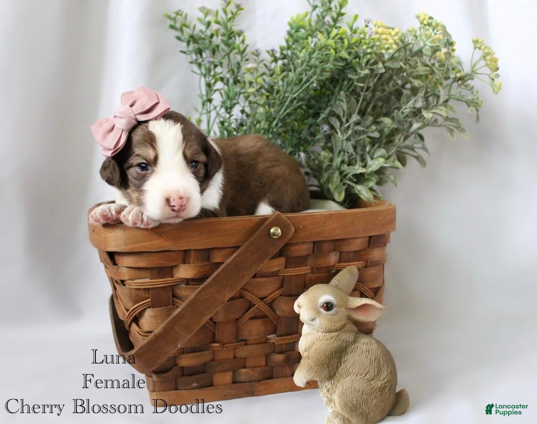 Bordoodle dogs Luna - Ad 7