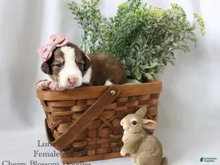 Bordoodle dogs Luna - Ad 7