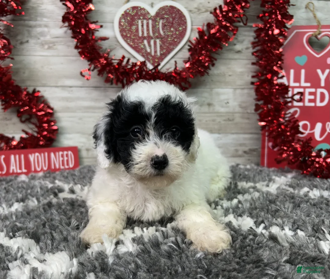 Miniature Poodle dogs for sale: Lincoln - Ad 4