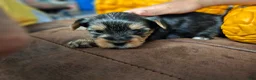 Yorkshire Terrier dogs for sale: Max - Ad 24