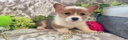Welsh Corgi Pembroke dogs for sale: Mason - Ad 7