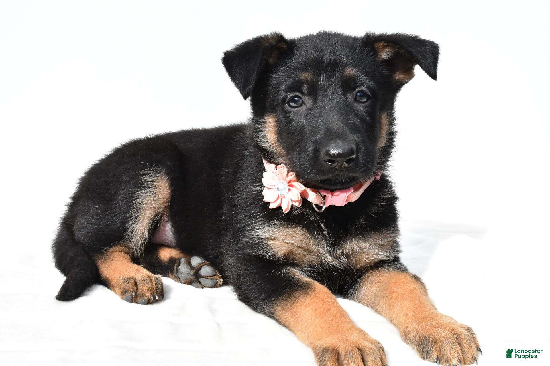 German Shepherd dogs Lexi - Ad 2