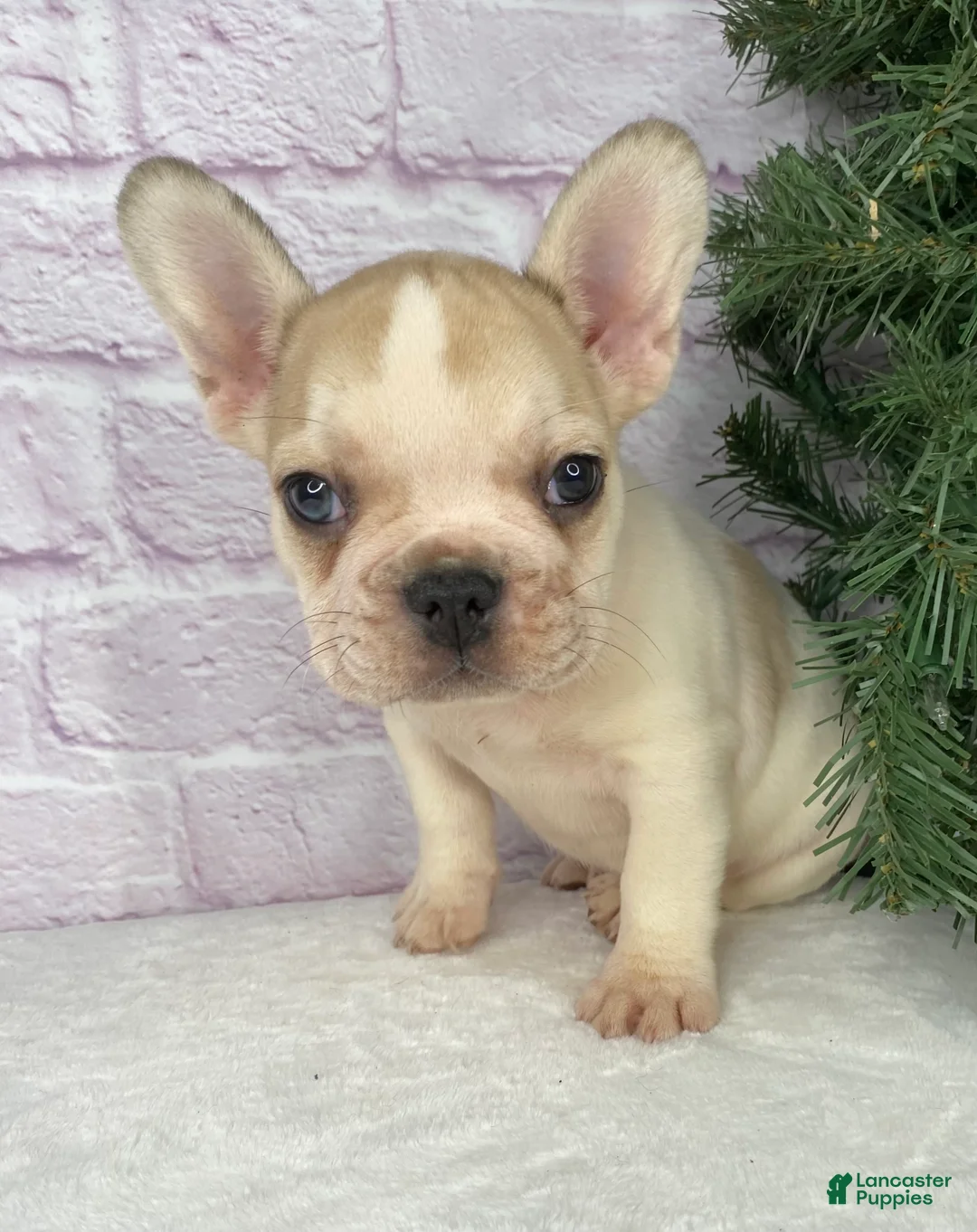 French Bulldog dogs for sale: Rambo  - Ad 7