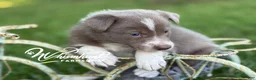 Border Collie dogs for sale: Lilac- short hair - Ad 12