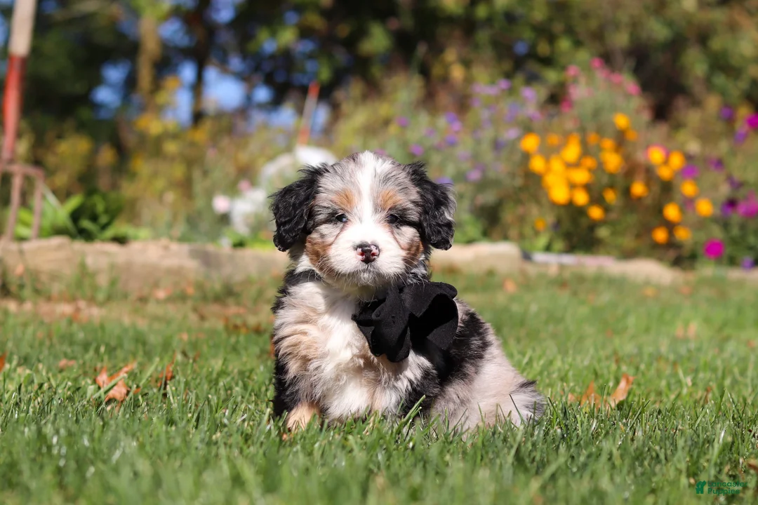 Mini Bernedoodle dogs for sale: Vince🐾💙 - Ad 1