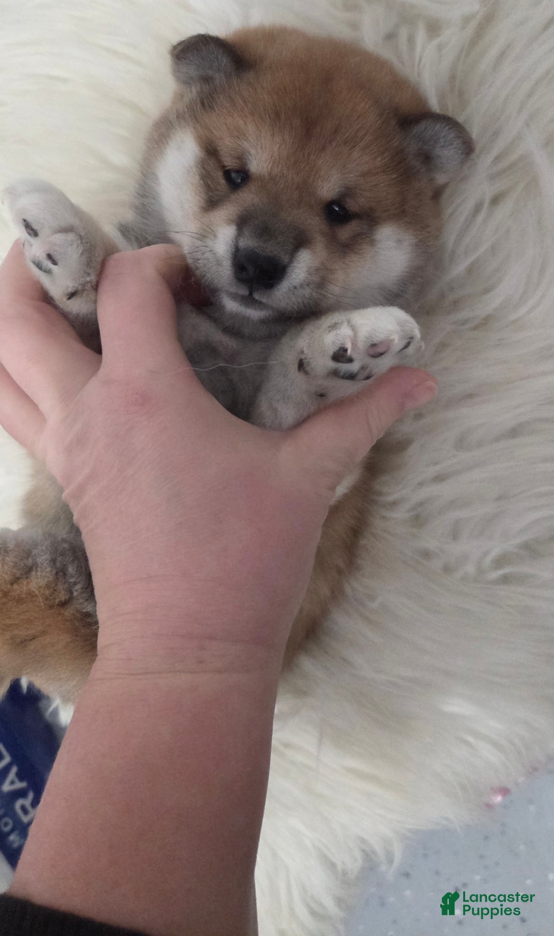 Shiba Inu dogs for sale: Anya - Ad 6