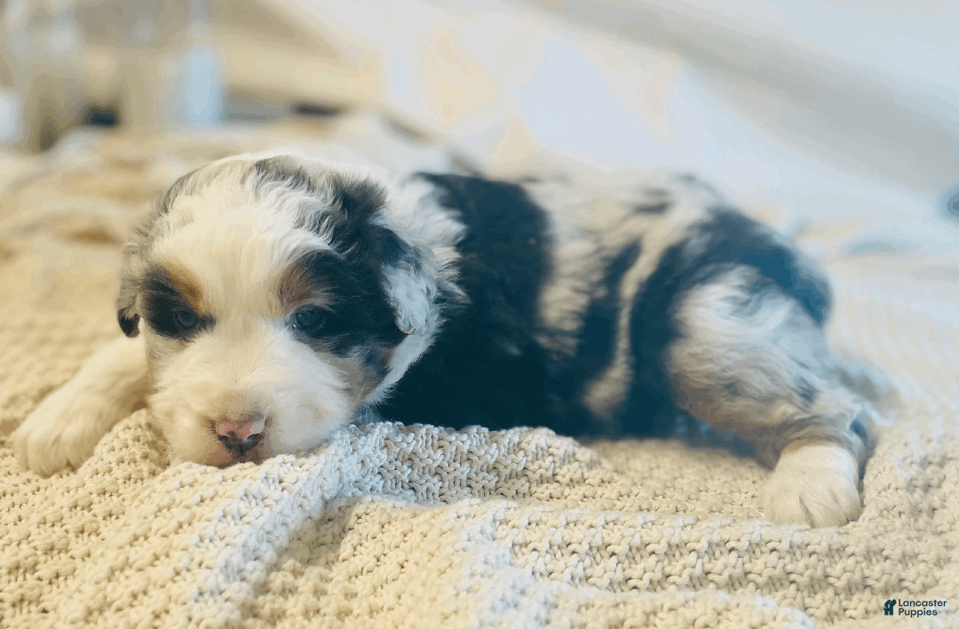 Australian Shepherd dogs for sale: Finn - Ad 2